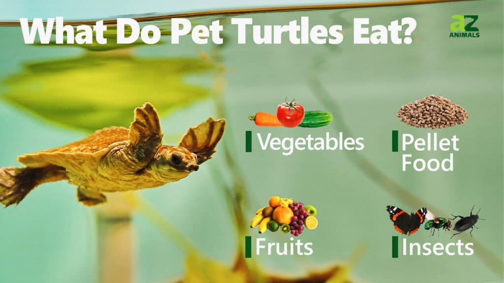 What Pet Turtles Eat