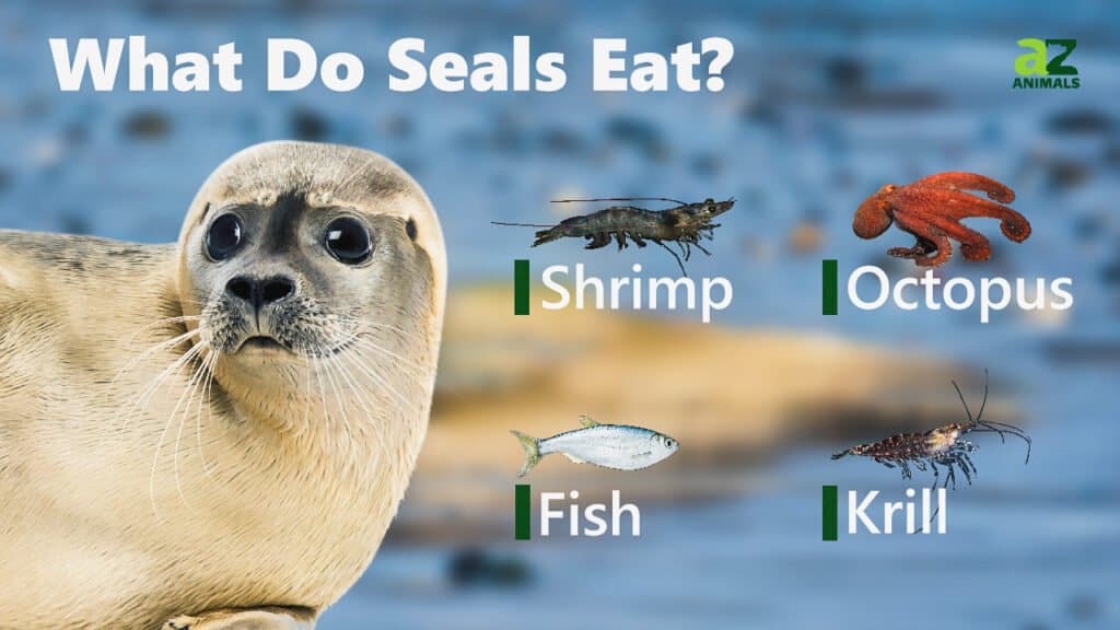 What Do Harp Seals Eat