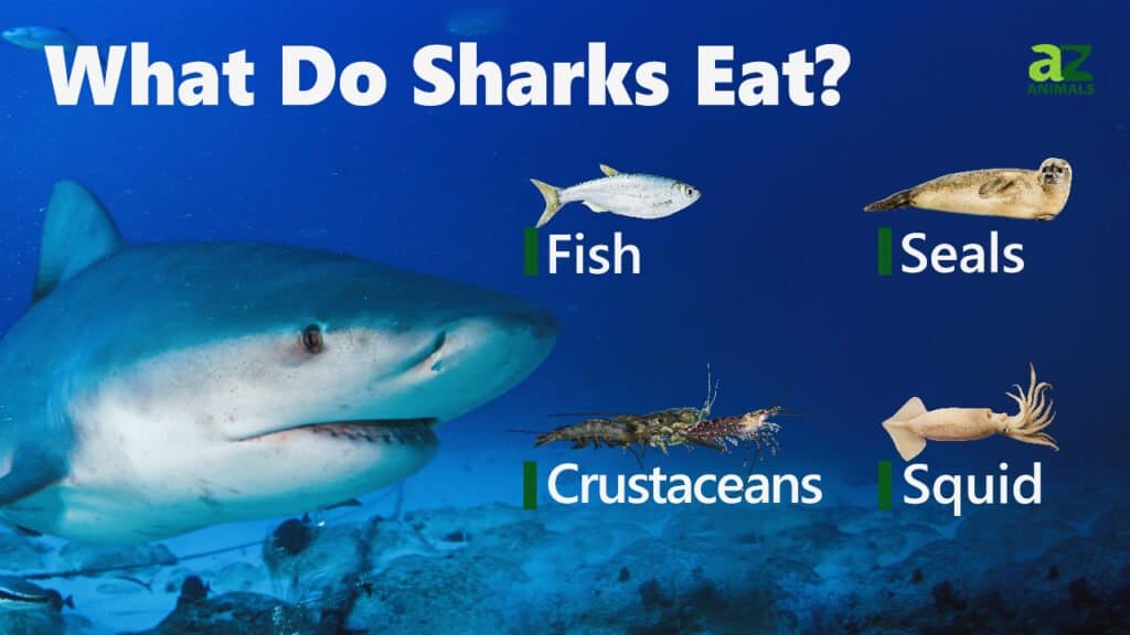 What Do Sharks Eat? The Top 21 Foods in their Diets! - A-Z Animals