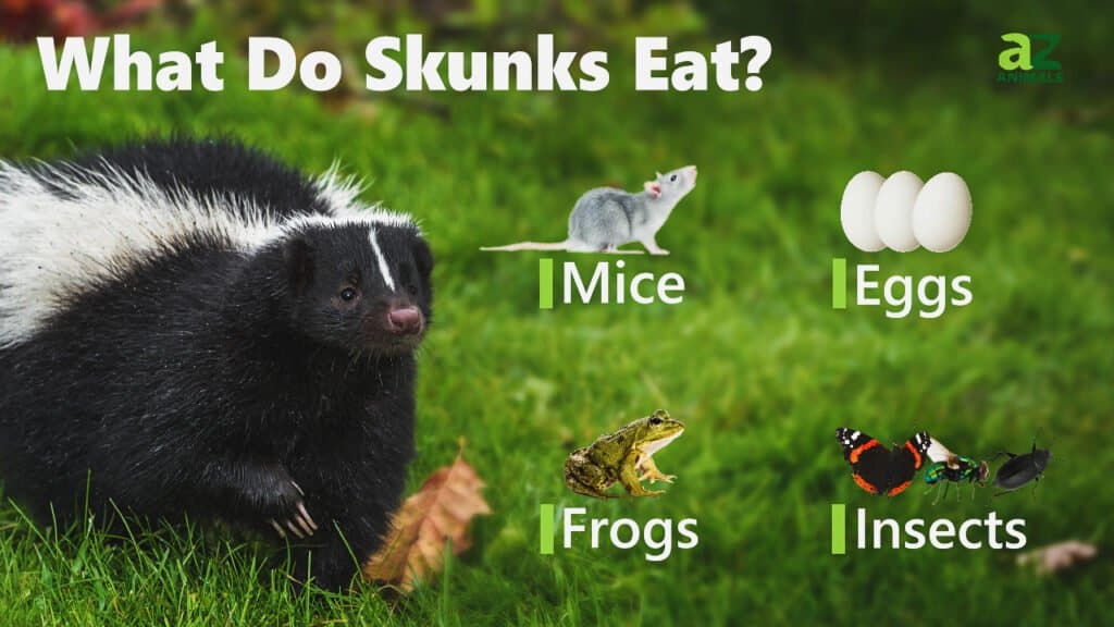 What Do Skunks Eat? - A-Z Animals