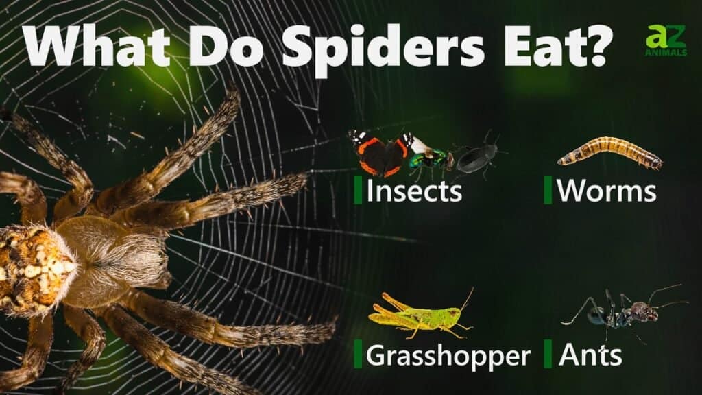 How Do Spiders Catch Their Prey?