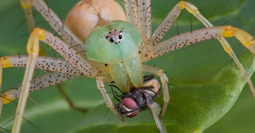 Spiders Eating Their Prey