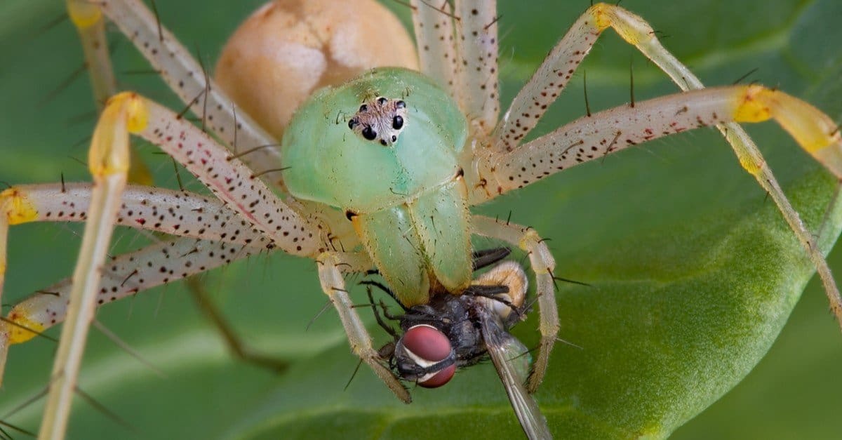 What Do Spiders Eat Az Animals