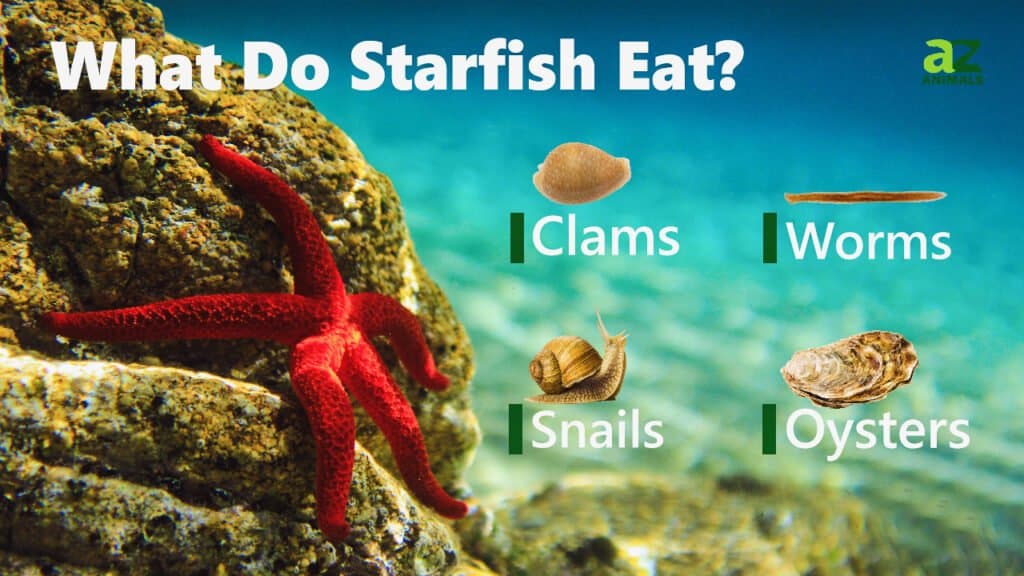 What Do Starfish Eat - Sea Star Feeding Habits