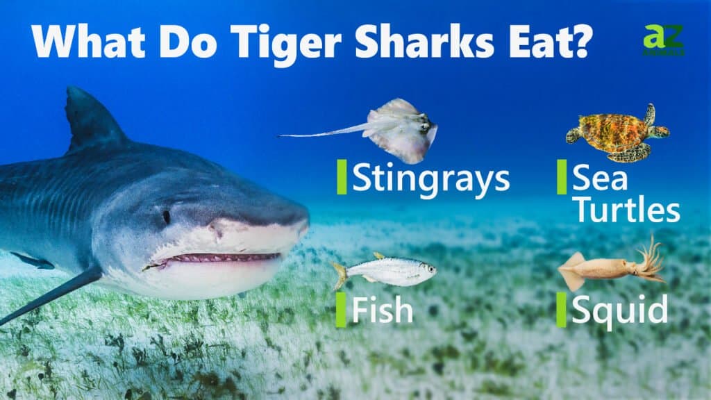 When it comes to preparing meals, even tiger sharks take the easy