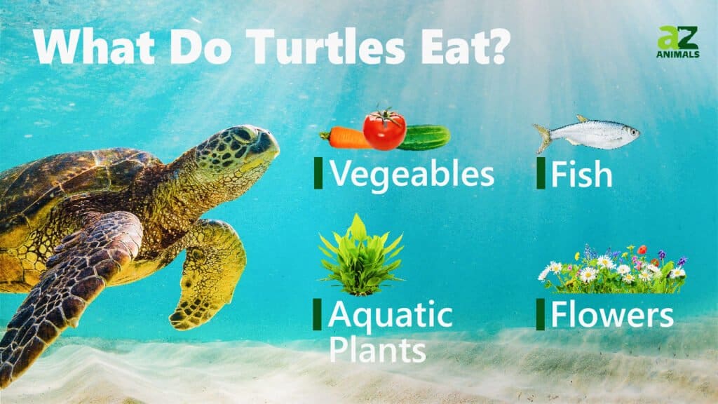 What Do Turtles Eat