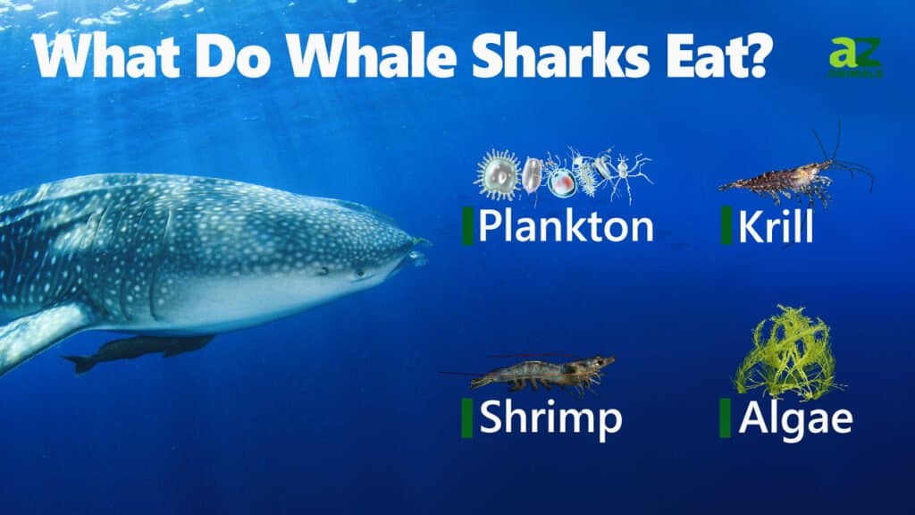 What Do Whale Sharks Eat Their Ts