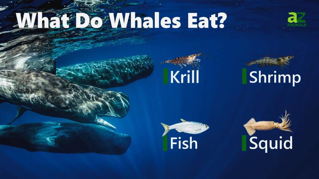 What Do Whales Eat