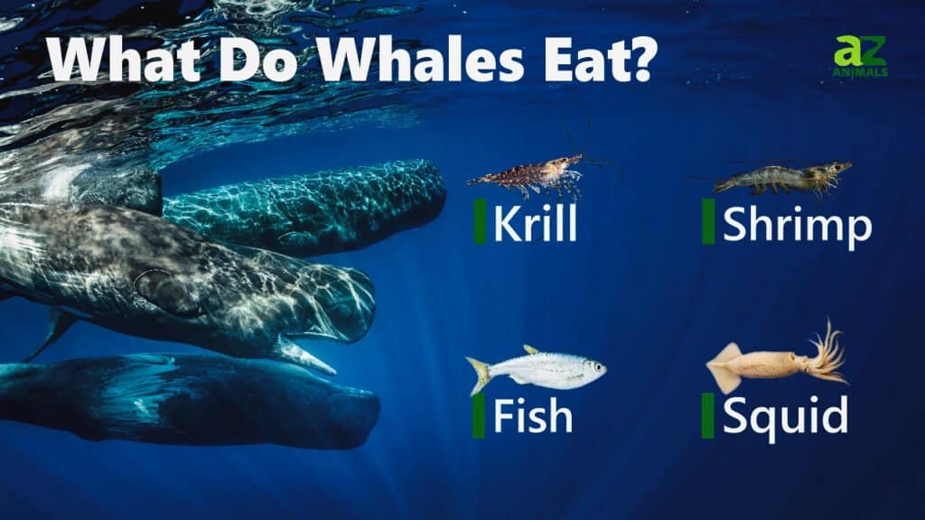 Blue Whale Eating Plankton