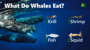 What Do Whales Eat? Their Diets Explained - A-Z Animals