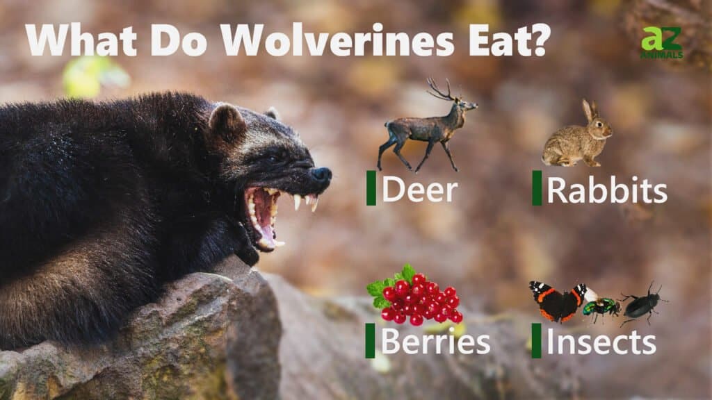 What Do Wolverines Eat? Their Diet Explained - AZ Animals