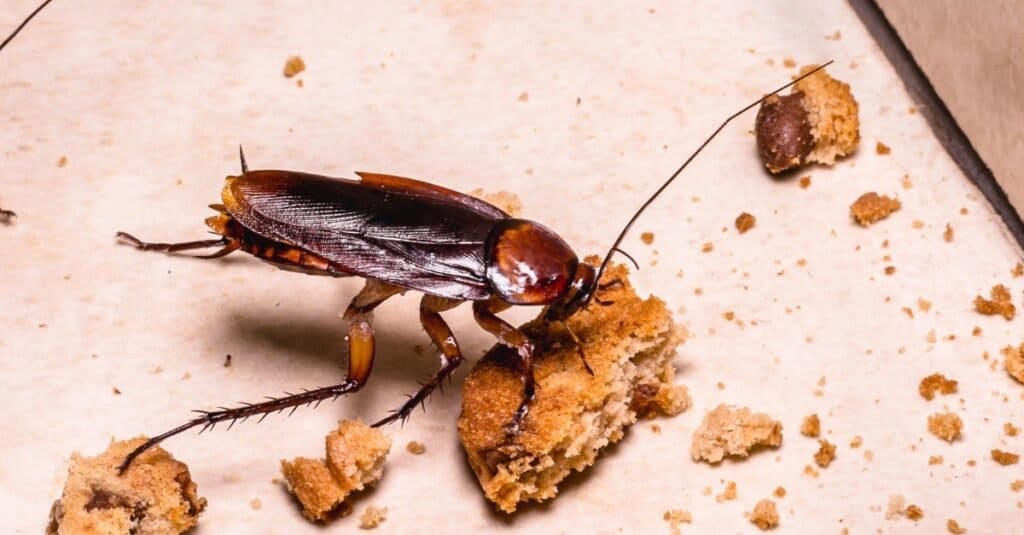 American Cockroach, identifiable by its reddish-brown color and yellow markings