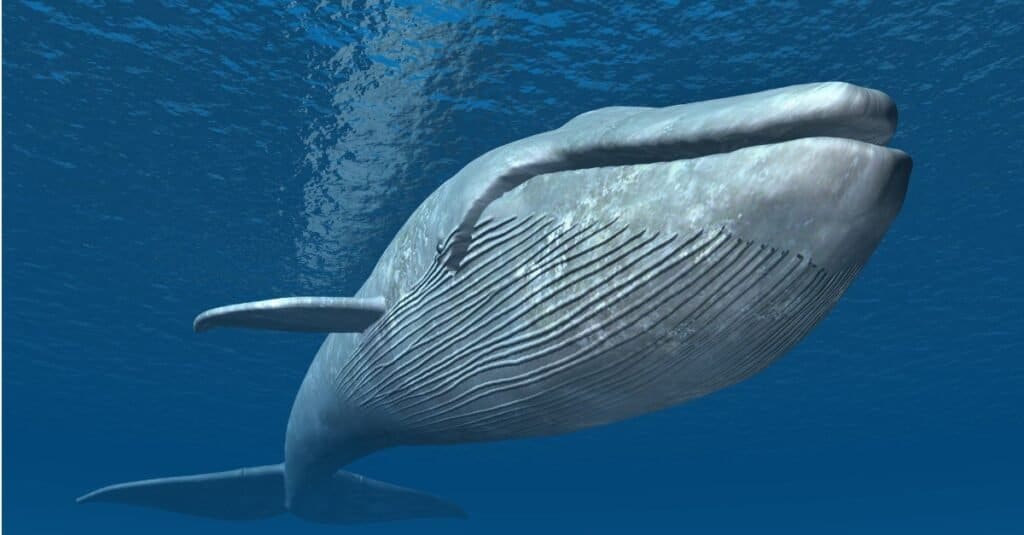 What do blue whales eat