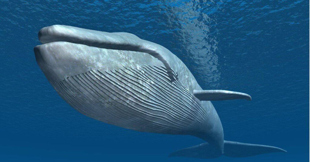 what blue whales eat