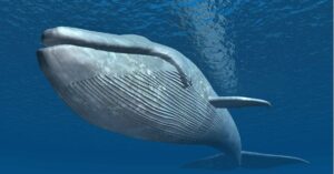 How Many Blue Whales Are Left? Are They Endangered? Picture