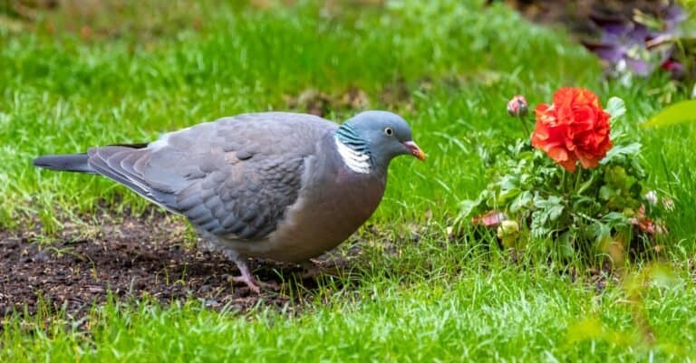 What do doves eat