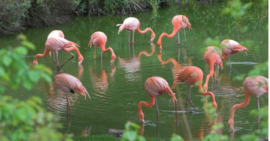 what flamingos eat