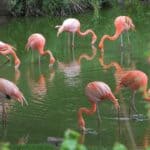 A flock of Flamingos feeding in a lake.