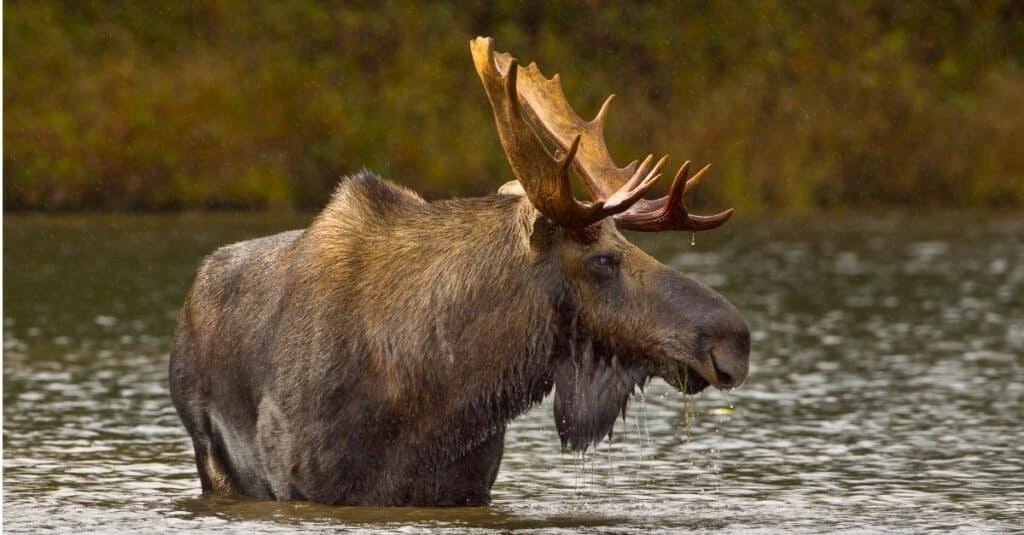 what moose eat