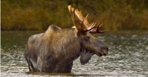 Watch This Moose Effortlessly Run On Top of the Water Picture