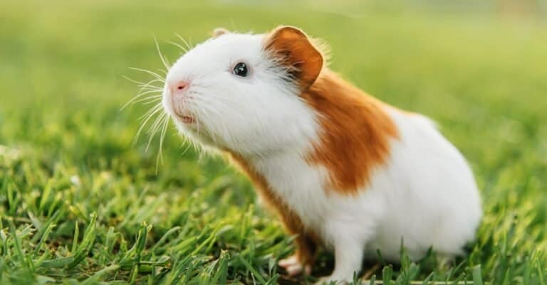 Where Do Guinea Pigs Come From Originally-guinea pig on grass
