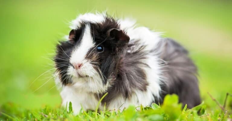 Where Do Guinea Pigs Come From Originally-pet on grass