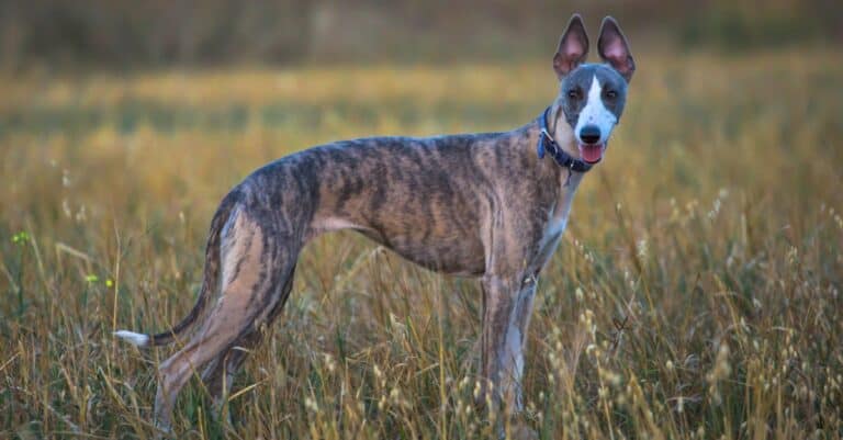 Whippet standing outside in field