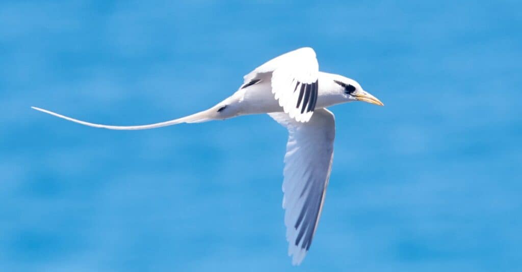 What kind of long-tailed white, blue and black bird is this? - Quora