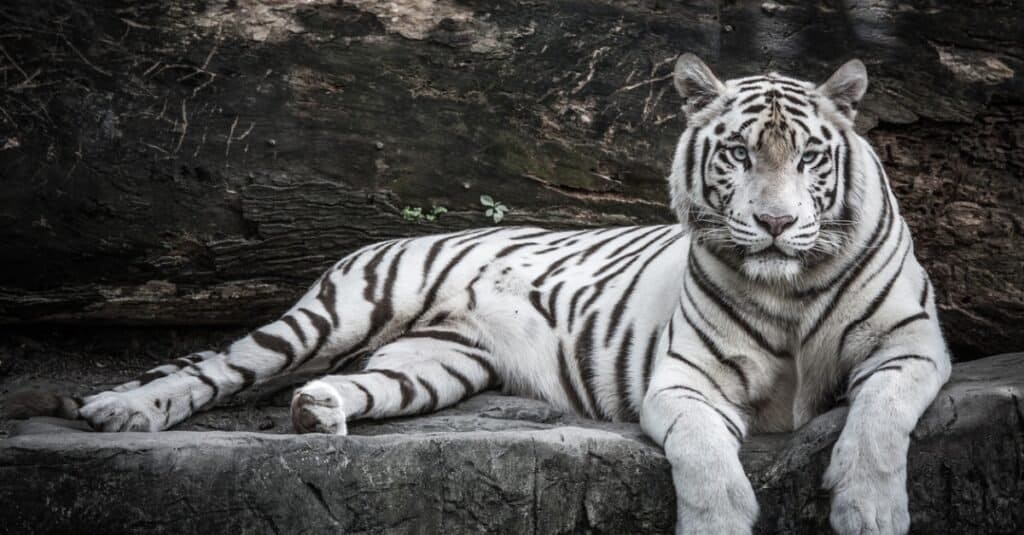 How Many White Tigers Are Left 2024 Leone