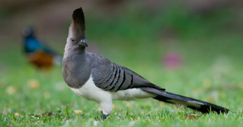 What kind of long-tailed white, blue and black bird is this? - Quora