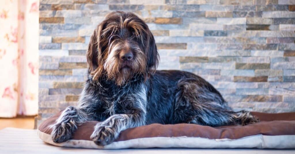 german wirehaired pointer pointing