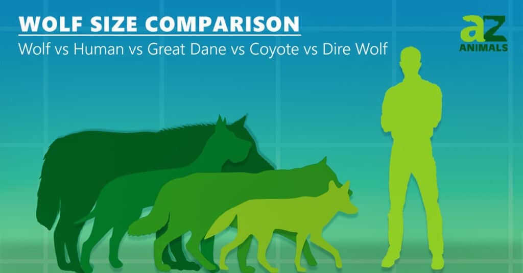 Wolf Size Comparison - Dire Wolf vs Great Dane vs Wolf vs Coyote vs Human