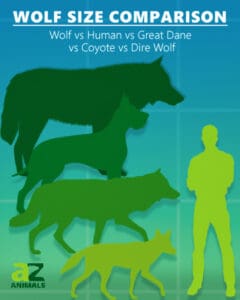 Wolf Size Comparison: Just How Big are They? - A-Z Animals