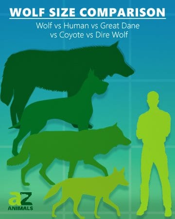 grey wolf size