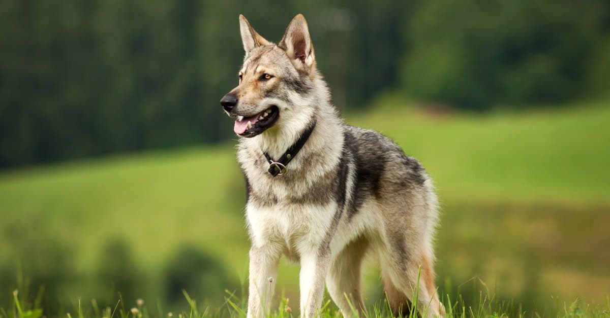 Do Wolves Make Good Pets? Choose a Look-Alike Instead - A-Z Animals