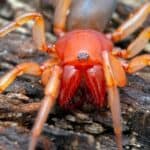 Rough woodlouse hunter