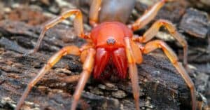 Woodlouse Spider close-up
