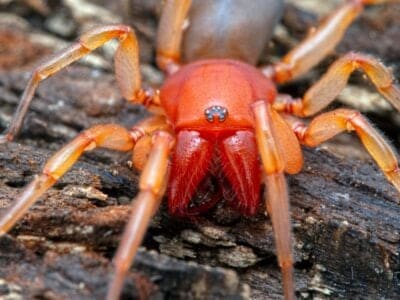 Woodlouse Spider Picture