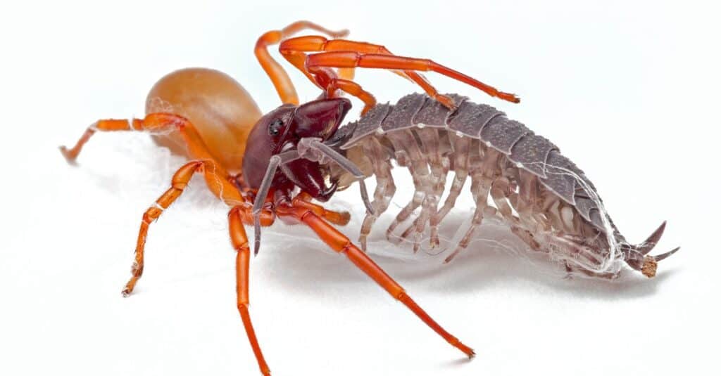 Woodlouse spider, Dysdera crocata, feeding on pill bug.