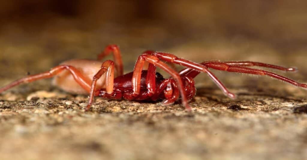 Woodlouse spider (Dysdera crocata) stretched out. A specialist woodlouse hunter in the family Dysderidae.