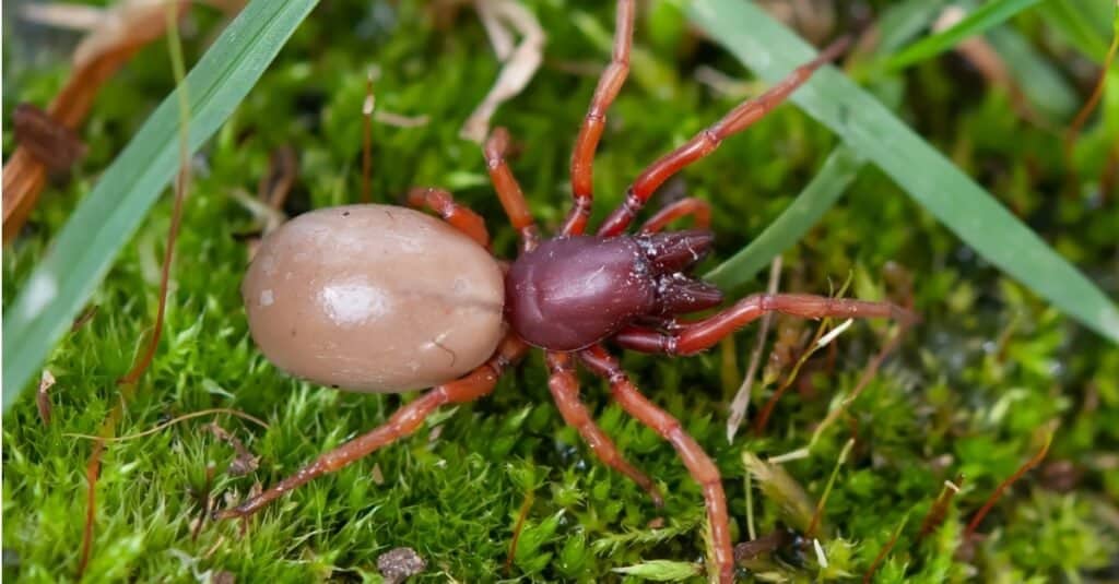 Red and orange woodlouse spider walking on green moss in springtime in Boulder, Colorado.