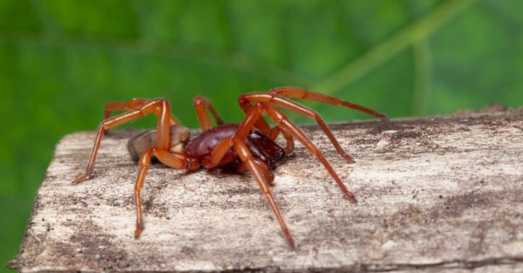 Woodlouse Spider walking outside on wood.