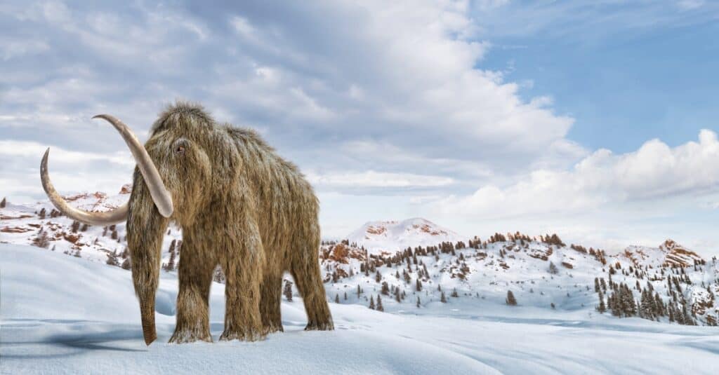 Mastodon Vs Wooly Mammoth