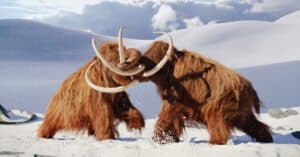 Could Woolly Mammoths Make a Comeback? This Company Is Trying To Make It Possible Picture