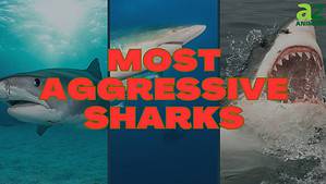The 7 Most Aggressive Sharks in the Ocean Picture