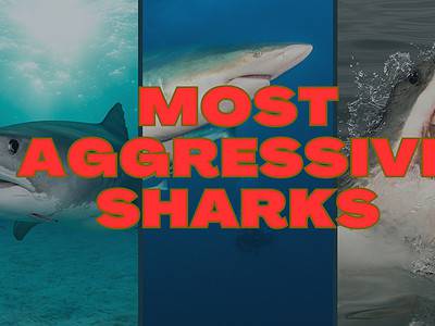 A The 7 Most Aggressive Sharks in the Ocean