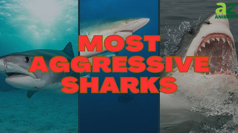 Aggressive Sharks