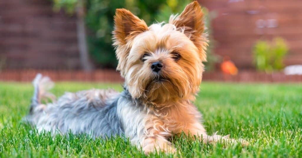 Types of terrier dogs: Yorkshire terrier