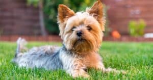 Yorkshire Terrier Progression: Growth Chart, Milestones, and Training Tips Picture