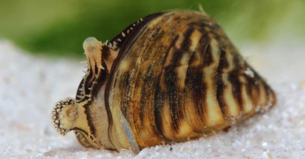 Zebra mussel (Dreissena polymorpha) in pond.